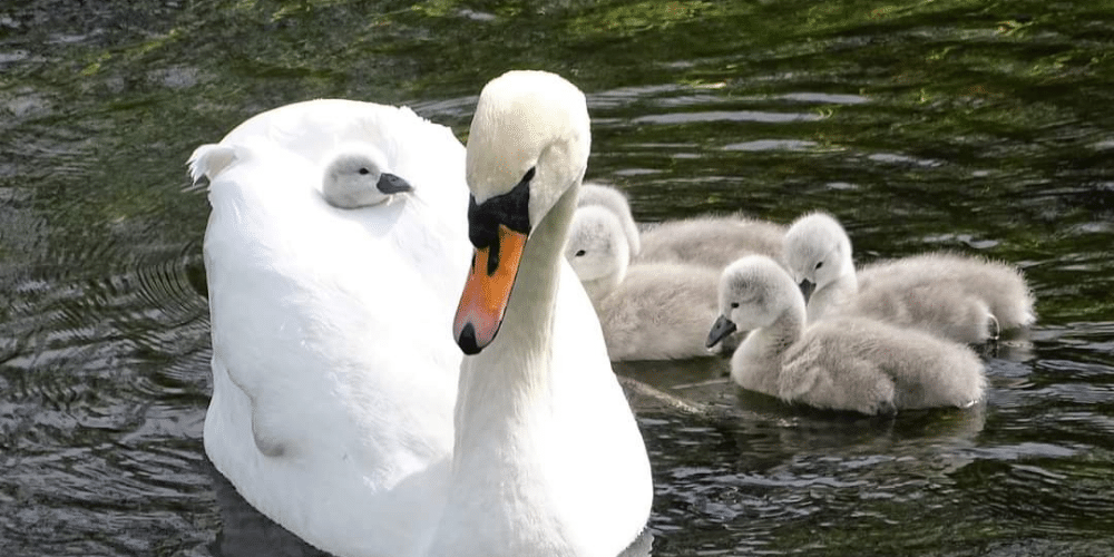 Kuğulu Park, Çankaya